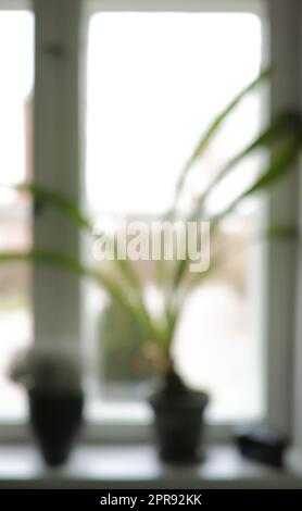 Altes Fenster. Unschärfe-Effekte auf einer Fensterbank mit Kopierraum. Schöne Blumen gegen sanftes Sonnenlicht in einem Haus. Dekorative Triebe und Blätter verleihen Zen und Schönheit einen modernen Eckbereich. Stockfoto