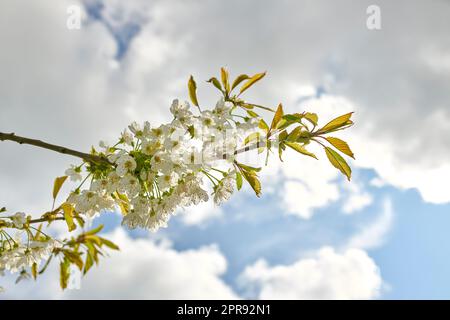 Kirschblüten blühen auf einem Ast vor einem wolkigen Himmel und wirken entspannend im Frühling. Diese wunderschöne essbare Pflanze wächst in einem friedlichen Garten in der Natur. Nahaufnahme von Prunus serotina aus schwarzer Kirsche Stockfoto