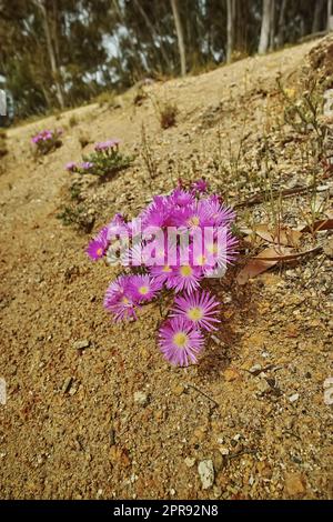 Rosafarbene eiskalte Pflanzenblumen wachsen auf dem Boden des Tafelbergs, Kapstadt, Südafrika. Karge Landschaft mit Sträuchern, farbenfroher Flora und Pflanzen in einem friedlichen und unkultivierten Naturschutzgebiet Stockfoto