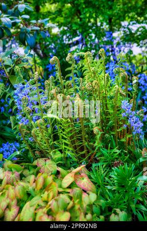 Bunte lila Blumen und lockige Farne wachsen in einem Garten. Nahtaufnahme spanischer Blauzungen oder Hyacinthoides hispanica-Blätter, die an einem sonnigen Tag in der Natur zwischen männlichen Holzfarnen oder Dryopteris blühen Stockfoto