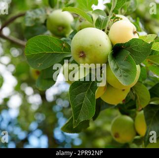 Äpfel in meinem Garten. Frische, reife grüne Äpfel, die draußen auf dem Baum wachsen. Ruhige und ruhige Umgebung der Natur an einem hellen, sonnigen Sommertag. Pflanzenstamm aus Früchten mit grünen Blättern um die Äpfel auf dem Hof. Stockfoto