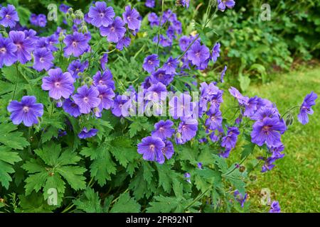 Ein Haufen wunderschöner lila Blüten, gebräuchlicher Name Kraniche der Familie Geraniaceae, wächst auf einer Wiese. Geranium Johnson Blau blüht mit blauen Blütenblättern in einem lebendigen natürlichen grünen Garten Stockfoto