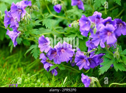 Violette, harte Geraniumblumen wachsen draußen in einem Park. Busch aus Indigo oder blauen Geranien, die im Frühling in einem üppigen Garten oder Garten blühen. Zarte Wildblüten für den natürlichen Hintergrund mit Kopierraum Stockfoto