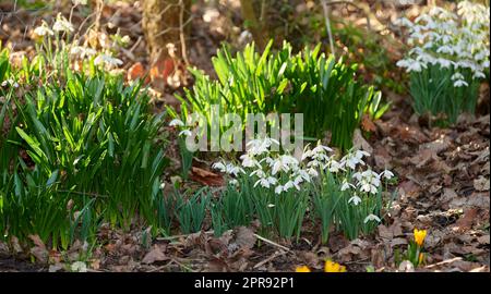 Wunderschöne weiße Schneetropfenblume, die im Herbst in einem Wald mit herabfallenden Blättern wächst und gedeiht. Galanthus nivalis blühen, blühen und blühen auf einer Wiese oder im Garten Stockfoto