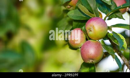 Äpfel in meinem Garten. Ein roter Apfelgarten im sonnigen Herbst auf einer Farm. Reife Bio-Pflanzen, die an einem sonnigen Sommertag auf einem üppig grünen Obstbaumzweig wachsen und hängen. Stockfoto