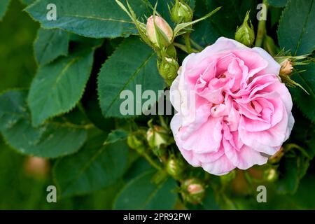 Schöne rosa Hunderose und Knospen auf einem Baum im Garten. Nahaufnahme einer hübschen rosa Canina Blume, die zwischen grünen Blättern in der Natur wächst. Nahaufnahme blühender Blütenblätter und Blütenblüten auf Blumenpflanze Stockfoto