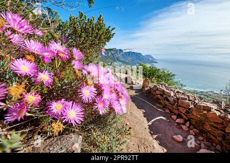 Rosafarbene Blumen wachsen auf einem Berg mit zerklüfteten Wanderwegen und blauem Himmel am Meer. Farbenfrohe Flora in carpobrotus edulis oder Eispflanzenarten, die in der Natur blühen Stockfoto