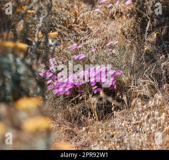 Rosafarbene Eispflanzen, die im trockenen Herbstgras auf abgelegenen Wiesen, Feldern oder in einem Naturschutzgebiet wachsen. Gesättigter Blick auf Büsche, Sträucher und Flora in friedlichem, friedlichem und wildem Land Stockfoto