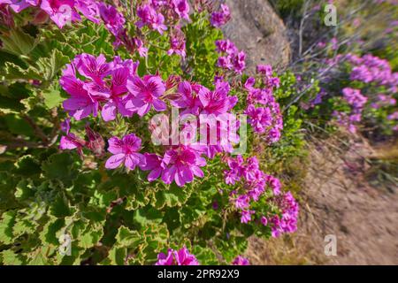 Das pulsierende königliche Pelargonium der Geraniumarten blüht und blüht an einem sonnigen Tag in einer trockenen natürlichen Landschaft Südafrikas. Farbenfrohe rosa Blumen wachsen auf einer Bergseite. Stockfoto