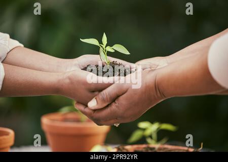 Einen Garten zu Pflanzen heißt an morgen zu glauben. Zwei unkenntliche Menschen halten eine Pflanze, die in der Natur aus dem Boden wächst. Stockfoto