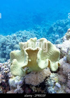 Farbenfrohe, malerische Korallenriffe am Grund des tropischen Meeres, sarcophyton-Korallen, Unterwasserlandschaft Stockfoto