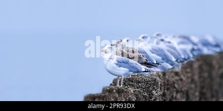 Eine Reihe Möwen von der Seite, erste Möwe, die in die Kamera schaut, reduzierte Farben, traumhafte Atmosphäre, Kopierraum, Negativraum Stockfoto