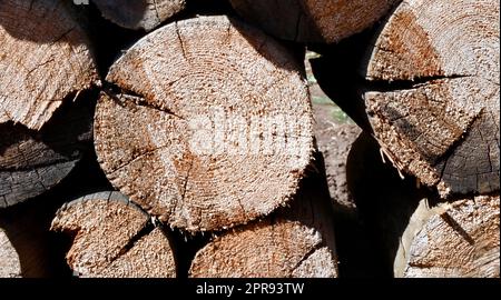 Brennholz für den Winter ernten Stockfoto