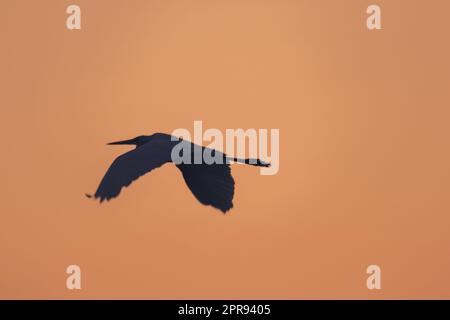 egret silhouette on an orange background Stock Photo