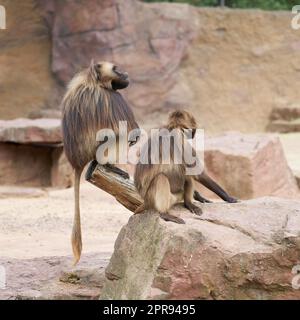 Zwei in Gefangenschaft blutende Herzaffen oder Gelada-Pavian, Thermopithecus gelada auf einem Felsen sitzend Stockfoto