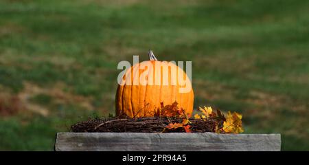 Ein einzelner Kürbis sitzt auf einer Holzplattform auf einem Nest aus Weinreben und Herbstblättern. Das grüne Feld wird im Hintergrund erweitert. Stockfoto