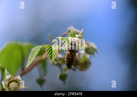 Unreife Himbeere am Busch und eine Biene als Nahaufnahme vor verschwommenem Hintergrund Stockfoto