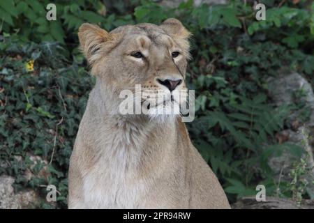 Asiatischer Löwe Asiatischer Löwe (Panthera leo persica) Stockfoto