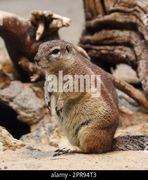 Kapborstenhörnchen (Xerus inauris) Stockfoto