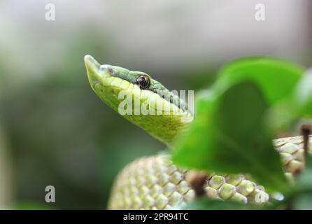 Langnasenstrauchnatter, argentinische Langschnasenschlange (Philodryas baroni) Stockfoto