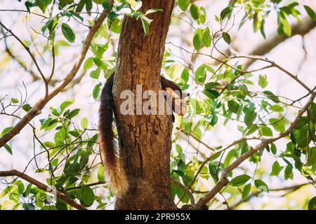 Goa, Indien. Indisches Riesenhörnchen Oder Malabar Riesenhörnchen, Ratufa Indica Ruht Auf Dem Baum. Es handelt sich um Eine große Baumhörnchenart der Gattung Ratufa, die in Indien in Wäldern und Wäldern beheimatet ist Stockfoto