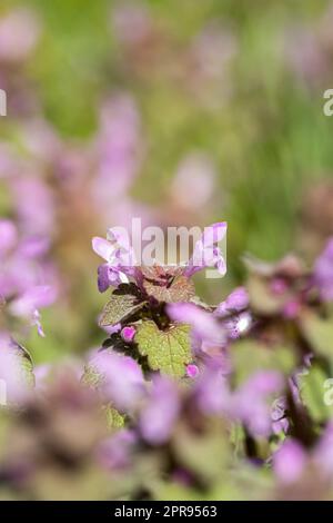 Violette Blumen Von Lamium Purpureum Im Sommerfeld Wiese Mit Verschwommenem Hintergrund Vor Stockfoto