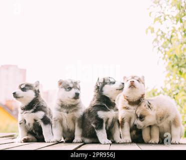 Fünf vier Wochen alte Husky Puppy von weiß-grau-schwarz-braun Farbe sitzt auf Holz Masse Zusammen Stockfoto