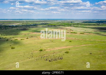 Belarus. Luftaufnahme Von Rindern Von Kühen, Die Auf Der Wiese Weiden. Frühling Sommer Grüne Weidelandschaft Stockfoto