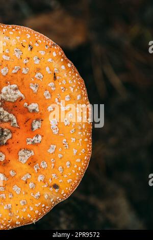 Nahaufnahme von Amanita muscaria, allgemein bekannt als Fliegenpilz oder Fliegenpilz im Herbstwald in Weißrussland Stockfoto