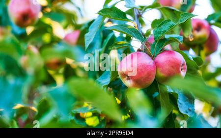 Äpfel im Außenbereich. Ein Foto von Geschmack und schönen Äpfeln. Stockfoto