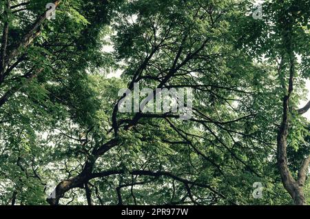 High-Angle-Aufnahme eines großen grünen Baumes auf dem Hintergrund. Stockfoto
