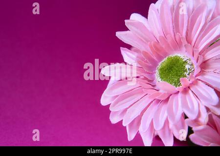 Grußkarte mit Blumen auf pinkfarbenem Hintergrund und Kopierbereich. Sprungfeder. Stockfoto