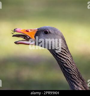 Kopfschuss einer zischenden Graugans, Anser anser. Die Graugans ist eine Art großer Gans aus der Familie der Wasservögel Anatidae und der Typusart Stockfoto