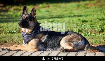 Jeder Hund verdient ein glückliches Leben wie dieses. Ein entzückender deutscher Schäferhund sitzt in einem Garten. Stockfoto