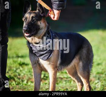 Lange Spaziergänge sind viel besser mit Ihrem Hund. Ein entzückender deutscher Schäferhund wird von seinem Besitzer im Park trainiert. Stockfoto