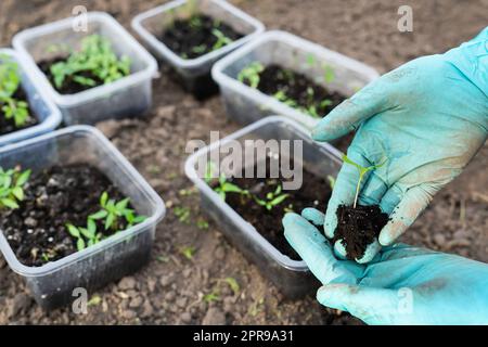 Pfeffer- und Tomatenkeimlinge im Torfboden in einer Kunststoffkeimschale. Junge Setzlinge mit Pfeffer. Der Begriff der Gärtnerei und der Setzlinge. Junge Pflanze. Das Mädchen hält einen Sapling in der Hand. Stockfoto