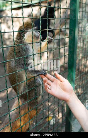 Das Tier braucht menschliche Liebe und Schutz. Der Affe hält die Hand des Mädchens im Streichelzoo. Stockfoto
