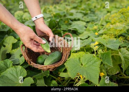 Gurken im Garten ernten. Das Mädchen sammelt Gurken in einem Holzkorb. Stockfoto