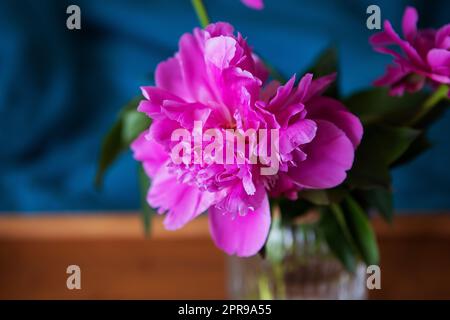 Schöne rosa Pfingstrosen in einem Glas Vase stehen auf einem Holz- Fach im Bett. Close-up. Stockfoto