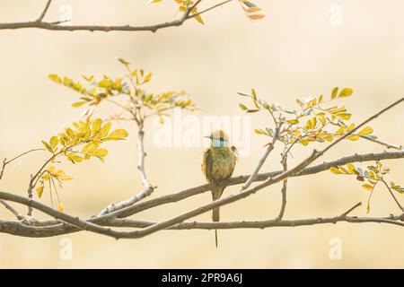Goa, Indien. Grüner Bienenfresser, Vogel sitzt auf einem Zweig des Baumes auf blerred gelbem Hintergrund Stockfoto