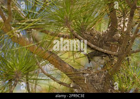 Weibchen und Küken von Gran Canaria blauem Kichernis auf dem Nest. Stockfoto