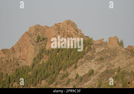 Klippe und Wald der Kanarischen Insel Kiefer. Stockfoto