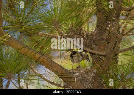 Weibchen und Küken von Gran Canaria blauem Kichernis auf dem Nest. Stockfoto