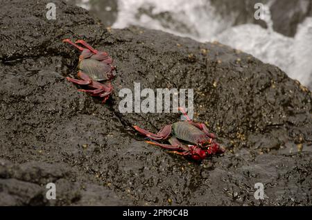 Krabben auf einer felsigen Klippe. Stockfoto