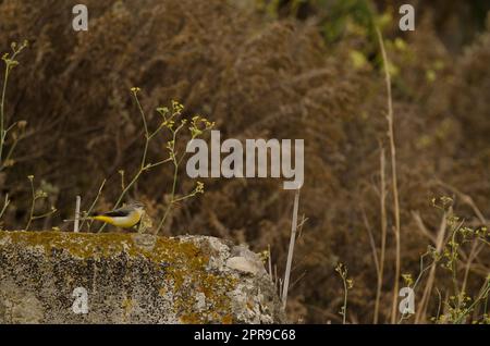 Grauschwanzflosse Motacilla cinerea canariensis. Stockfoto