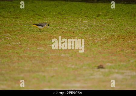 Grauer Schwanz Motacilla cinerea canariensis mit einer Beute. Stockfoto