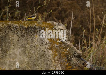 Grauschwanzflosse Motacilla cinerea canariensis. Stockfoto