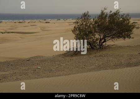 Baum in den Maspalomas-Dünen. Stockfoto