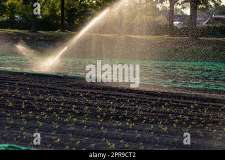 Aufgrund des heißen Sommers und der durch den Klimawandel verursachten Dürre ist ein landwirtschaftliches Bewässerungssystem erforderlich, das die Landwirtschaft und die Landwirtschaft mit trockenem Wetter bedroht und die Ernteernte nicht durch Regenfälle in die Höhe treibt Stockfoto