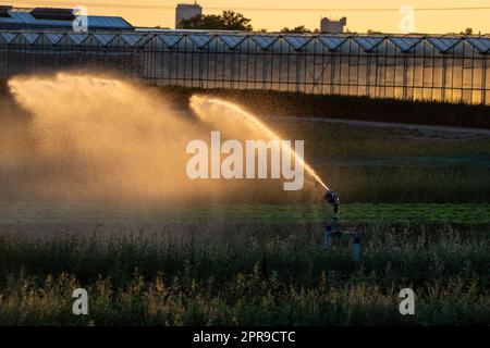 Aufgrund des heißen Sommers und der durch den Klimawandel verursachten Dürre ist ein landwirtschaftliches Bewässerungssystem erforderlich, das die Landwirtschaft und die Landwirtschaft mit trockenem Wetter bedroht und die Ernteernte nicht durch Regenfälle in die Höhe treibt Stockfoto